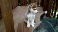 Sakhalin Husky Puppies for sale in Las Cruces, NM, USA. price: $500