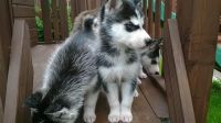 Sakhalin Husky Puppies for sale in Las Cruces, NM, USA. price: $400