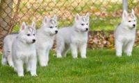 Sakhalin Husky Puppies for sale in Birmingham, AL, USA. price: $400