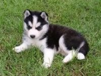 Sakhalin Husky Puppies for sale in Minneapolis, MN, USA. price: NA