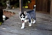 Sakhalin Husky Puppies for sale in Omaha, NE, USA. price: NA
