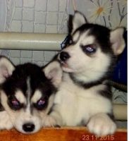 Sakhalin Husky Puppies for sale in Fort Wayne, IN, USA. price: $300