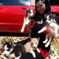 Sakhalin Husky Puppies for sale in Rochester, NY, USA. price: $260
