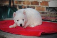 Sakhalin Husky Puppies for sale in Sacramento, CA, USA. price: $300