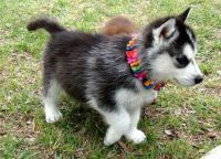 Sakhalin Husky Puppies for sale in New Orleans, LA, USA. price: NA