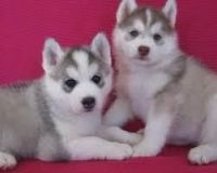 Sakhalin Husky Puppies for sale in Hampton, VA, USA. price: $250