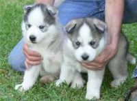 Sakhalin Husky Puppies for sale in Hampton, VA, USA. price: $200