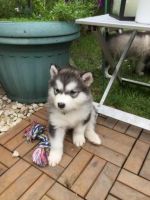 Sakhalin Husky Puppies Photos