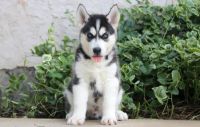 Sakhalin Husky Puppies for sale in New York, NY, USA. price: $580