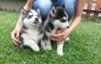 Sakhalin Husky Puppies for sale in Pasadena, CA, USA. price: $600
