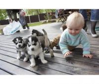 Sakhalin Husky Puppies for sale in Jackson, MS, USA. price: $300