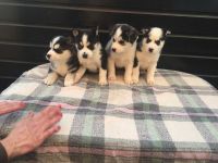 Sakhalin Husky Puppies for sale in Los Angeles, CA 90005, USA. price: $300