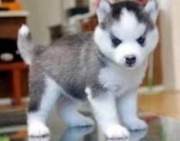 Sakhalin Husky Puppies for sale in Los Angeles, CA 90005, USA. price: $400