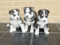 Sakhalin Husky Puppies for sale in Los Angeles, CA 90005, USA. price: $400