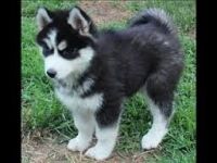 Sakhalin Husky Puppies for sale in Omar Ave, Carteret, NJ 07008, USA. price: $400