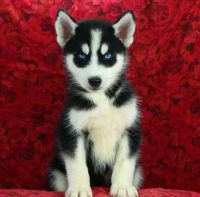 Sakhalin Husky Puppies for sale in San Diego, CA, USA. price: $500