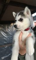 Sakhalin Husky Puppies for sale in Toronto, ON, Canada. price: $750