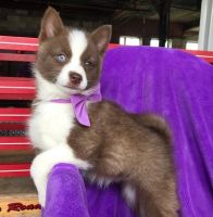 Sakhalin Husky Puppies for sale in Tobermory, ON N0H 2R0, Canada. price: $300