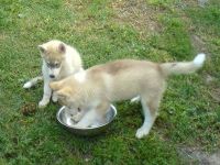 Sakhalin Husky Puppies for sale in Tobermory, ON N0H 2R0, Canada. price: $400