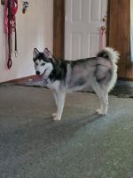 Sakhalin Husky Puppies for sale in 765 Chestnut St, Middleport, OH 45760, USA. price: $1,500