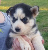 Sakhalin Husky Puppies for sale in Los Angeles, CA 90001, USA. price: $200