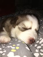 Sakhalin Husky Puppies for sale in San Diego, CA, USA. price: $800