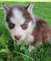 Sakhalin Husky Puppies for sale in Cut Off, LA 70345, USA. price: $400