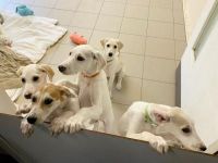Saluki Puppies Photos