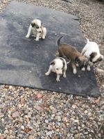Saluki Puppies for sale in OR-99W, McMinnville, OR 97128, USA. price: $266