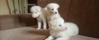 Samoyed Puppies for sale in San Jose, CA, USA. price: $850