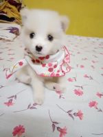 Samoyed Puppies for sale in Mall Rd, K.B.Sarani, Golpark, South Dumdum, West Bengal 700080, India. price: 3,000 INR
