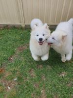 Samoyed Puppies for sale in Coolaroo, Victoria. price: $700