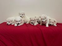 Samoyed Puppies for sale in Miami, Florida. price: $1,900