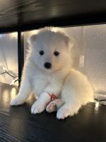 Samoyed Puppies for sale in Crestview, Florida. price: $500