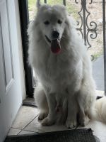 Samoyed Puppies for sale in Buffalo, New York. price: $1,500
