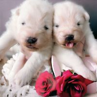 Samoyed Puppies for sale in Lee's Summit, MO 64082, USA. price: $1,800