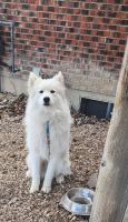 Samoyed Puppies for sale in Montrose, Colorado. price: $1,300