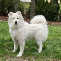Samoyed Puppies for sale in Toms River, New Jersey. price: $500