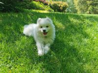 Samoyed Puppies for sale in McLean, Virginia. price: $1,500