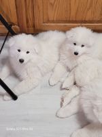 Samoyed Puppies for sale in Keytesville, Missouri. price: $800
