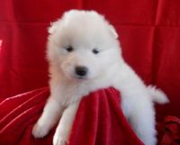 Samoyed Puppies for sale in New York City, New York. price: NA
