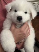 Samoyed Puppies Available 2/11/2025