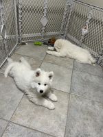 Samoyed Puppies Available 2/11/2025