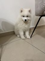 Samoyed Puppies for sale in F9VQ+RPV - Al Maryah Island - MI4 - Abu Dhabi - United Arab Emirates. price: 4,000 AED