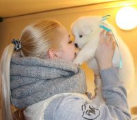 Samoyed Puppies for sale in California City, CA, USA. price: $800