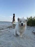 NYC Samoyed Puppies