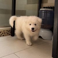 NYC Samoyed Puppies