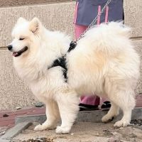 Samoyed Puppies for sale in Ripon, WI 54971, USA. price: $10,000