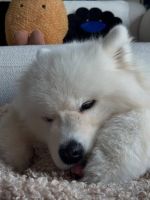 1yr Old Samoyed Male