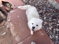 Loving, energetic Samoyed seeking a permanent home